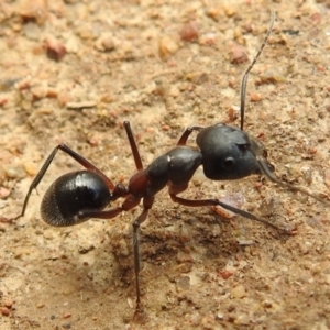 Camponotus intrepidus at Stromlo, ACT - 16 Jan 2022