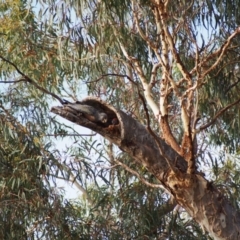 Callocephalon fimbriatum (Gang-gang Cockatoo) at GG282 - 15 Jan 2022 by MargL