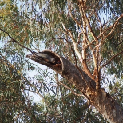 Callocephalon fimbriatum (Gang-gang Cockatoo) at Mount Majura - 15 Jan 2022 by MargL