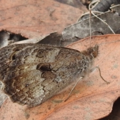 Geitoneura klugii (Marbled Xenica) at Stromlo, ACT - 15 Jan 2022 by HelenCross