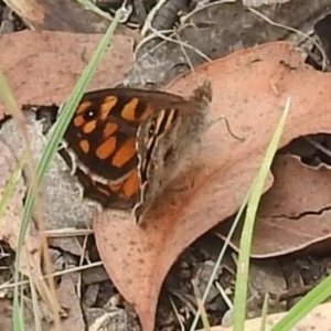 Geitoneura klugii at Stromlo, ACT - 16 Jan 2022