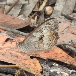 Geitoneura klugii at Stromlo, ACT - 16 Jan 2022