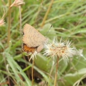 Paralucia pyrodiscus at Stromlo, ACT - 16 Jan 2022