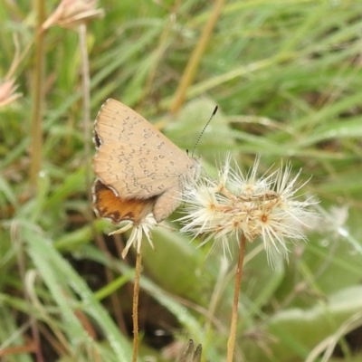 Paralucia pyrodiscus (Fiery Copper) at Bullen Range - 15 Jan 2022 by HelenCross