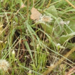 Paralucia pyrodiscus at Stromlo, ACT - 16 Jan 2022