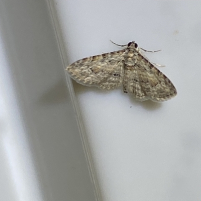 Phrissogonus laticostata (Apple looper moth) at Jerrabomberra, NSW - 16 Jan 2022 by SteveBorkowskis