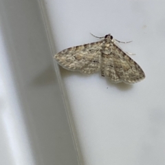 Unidentified Moth (Lepidoptera) (TBC) at Jerrabomberra, NSW - 16 Jan 2022 by Steve_Bok