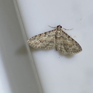 Phrissogonus laticostata at Jerrabomberra, NSW - 16 Jan 2022