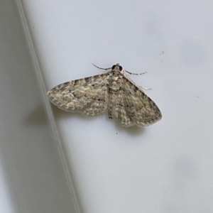 Phrissogonus laticostata at Jerrabomberra, NSW - 16 Jan 2022