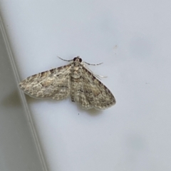 Phrissogonus laticostata at Jerrabomberra, NSW - 16 Jan 2022