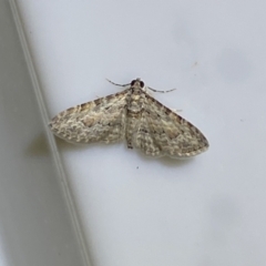 Phrissogonus laticostata at Jerrabomberra, NSW - 16 Jan 2022