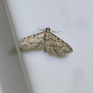 Phrissogonus laticostata at Jerrabomberra, NSW - 16 Jan 2022