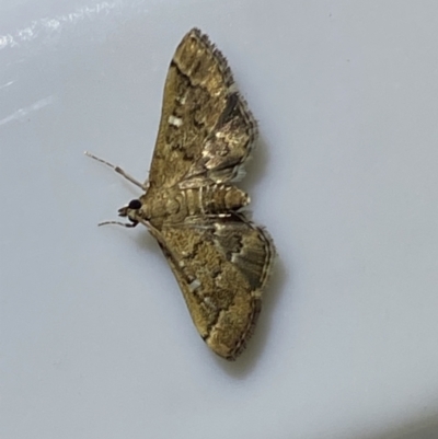 Nacoleia rhoeoalis (A Crambid moth (Spilomelinae) at Jerrabomberra, NSW - 16 Jan 2022 by SteveBorkowskis