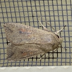 Mythimna (Pseudaletia) convecta (Common Armyworm) at Jerrabomberra, NSW - 16 Jan 2022 by Steve_Bok