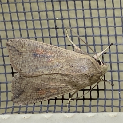 Mythimna (Pseudaletia) convecta (Common Armyworm) at Jerrabomberra, NSW - 16 Jan 2022 by SteveBorkowskis