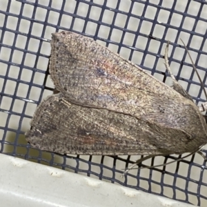 Mythimna (Pseudaletia) convecta at Jerrabomberra, NSW - 16 Jan 2022