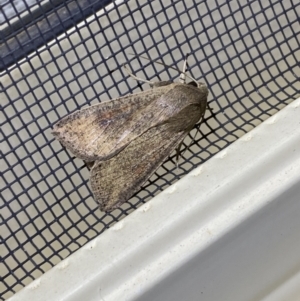 Mythimna (Pseudaletia) convecta at Jerrabomberra, NSW - 16 Jan 2022