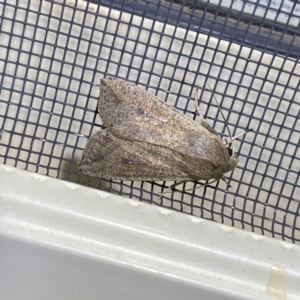 Mythimna (Pseudaletia) convecta at Jerrabomberra, NSW - 16 Jan 2022