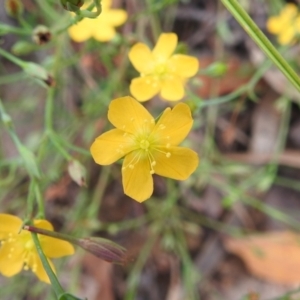 Hypericum gramineum at Stromlo, ACT - 16 Jan 2022