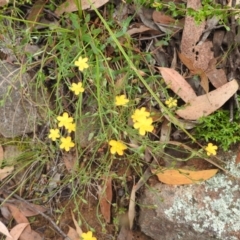 Hypericum gramineum at Stromlo, ACT - 16 Jan 2022