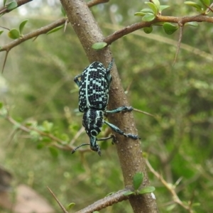 Chrysolopus spectabilis at Stromlo, ACT - 16 Jan 2022 10:16 AM