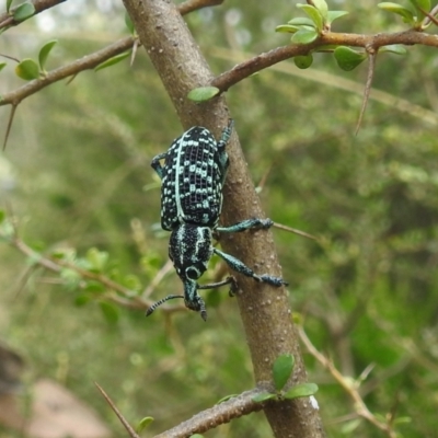 Chrysolopus spectabilis (Botany Bay Weevil) at Stromlo, ACT - 15 Jan 2022 by HelenCross