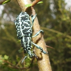 Chrysolopus spectabilis at Stromlo, ACT - 16 Jan 2022