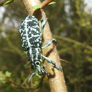 Chrysolopus spectabilis at Stromlo, ACT - 16 Jan 2022 10:16 AM