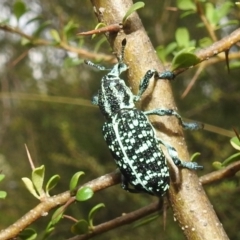 Chrysolopus spectabilis at Stromlo, ACT - 16 Jan 2022