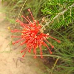 Grevillea juniperina subsp. fortis (Grevillea) at Stromlo, ACT - 16 Jan 2022 by HelenCross