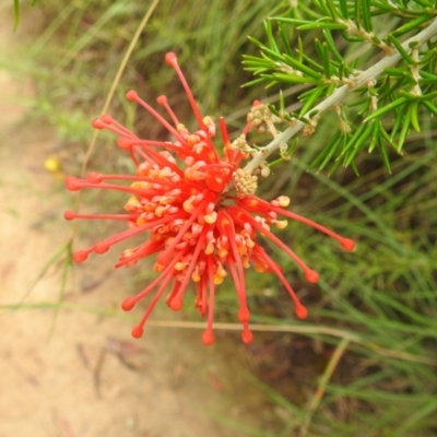 Grevillea juniperina subsp. fortis (Grevillea) at Stromlo, ACT - 16 Jan 2022 by HelenCross