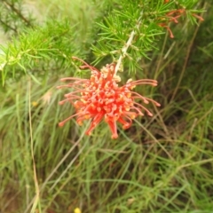 Grevillea juniperina subsp. fortis at Stromlo, ACT - 16 Jan 2022 10:19 AM