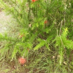 Grevillea juniperina subsp. fortis at Stromlo, ACT - 16 Jan 2022