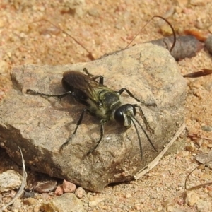 Sphex sp. (genus) at Stromlo, ACT - 16 Jan 2022