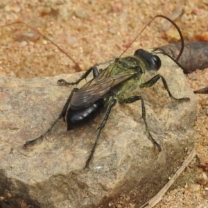 Sphex sp. (genus) at Stromlo, ACT - 16 Jan 2022