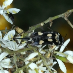 Hoshihananomia leucosticta (Pintail or Tumbling flower beetle) at Pialligo, ACT - 14 Jan 2022 by jb2602