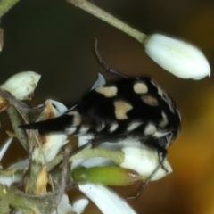 Hoshihananomia leucosticta at Pialligo, ACT - 14 Jan 2022 11:59 AM