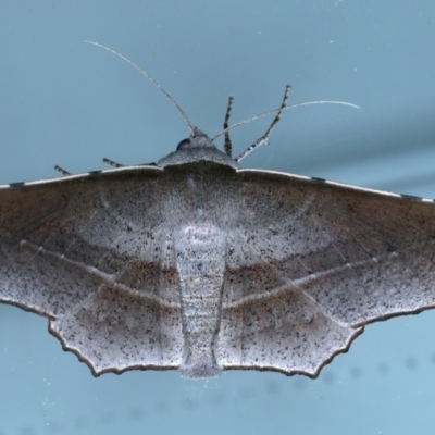 Oenochroma vetustaria (Ribbed Vine Moth) at Ainslie, ACT - 15 Jan 2022 by jb2602