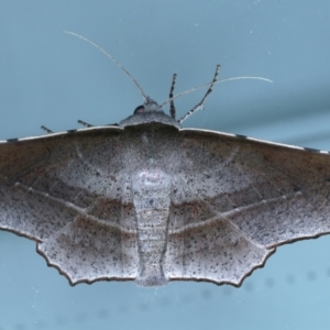 Oenochroma vetustaria at Ainslie, ACT - 15 Jan 2022