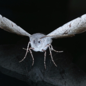 Oenochroma vetustaria at Ainslie, ACT - 15 Jan 2022