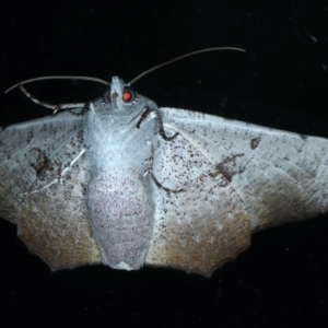 Oenochroma vetustaria at Ainslie, ACT - 15 Jan 2022