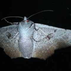 Oenochroma vetustaria at Ainslie, ACT - 15 Jan 2022