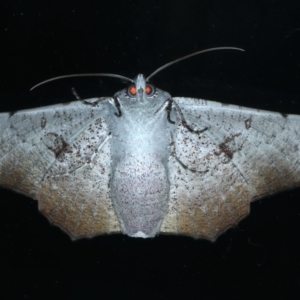 Oenochroma vetustaria at Ainslie, ACT - 15 Jan 2022