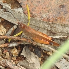 Goniaea opomaloides (Mimetic Gumleaf Grasshopper) at Stromlo, ACT - 16 Jan 2022 by HelenCross