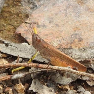 Goniaea opomaloides at Stromlo, ACT - 16 Jan 2022