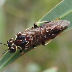 Pergagrapta sp. (genus) (A sawfly) at Stromlo, ACT - 15 Jan 2022 by HelenCross
