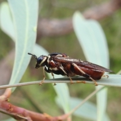 Pergagrapta sp. (genus) at Stromlo, ACT - 16 Jan 2022