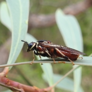 Pergagrapta sp. (genus) at Stromlo, ACT - 16 Jan 2022