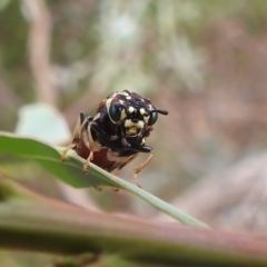 Pergagrapta sp. (genus) at Stromlo, ACT - 16 Jan 2022