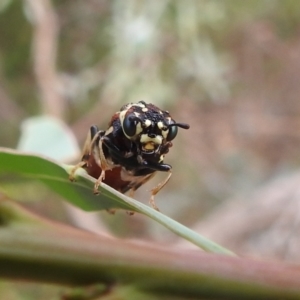 Pergagrapta sp. (genus) at Stromlo, ACT - 16 Jan 2022